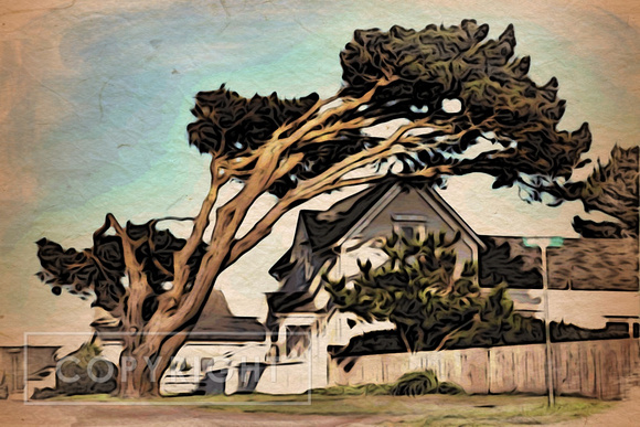 Mendocino Cypress
