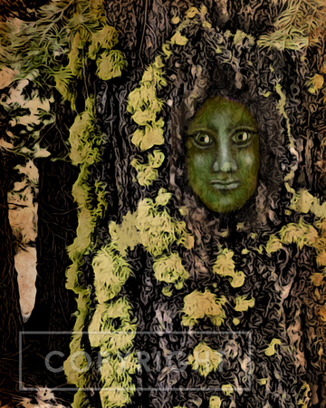 Lost in the Forest
